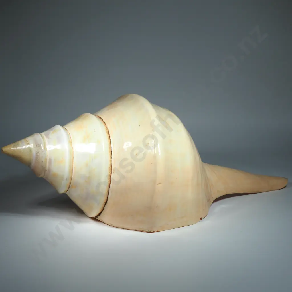 Large Australian Trumpet Sea Shell - 500mm Image 1++