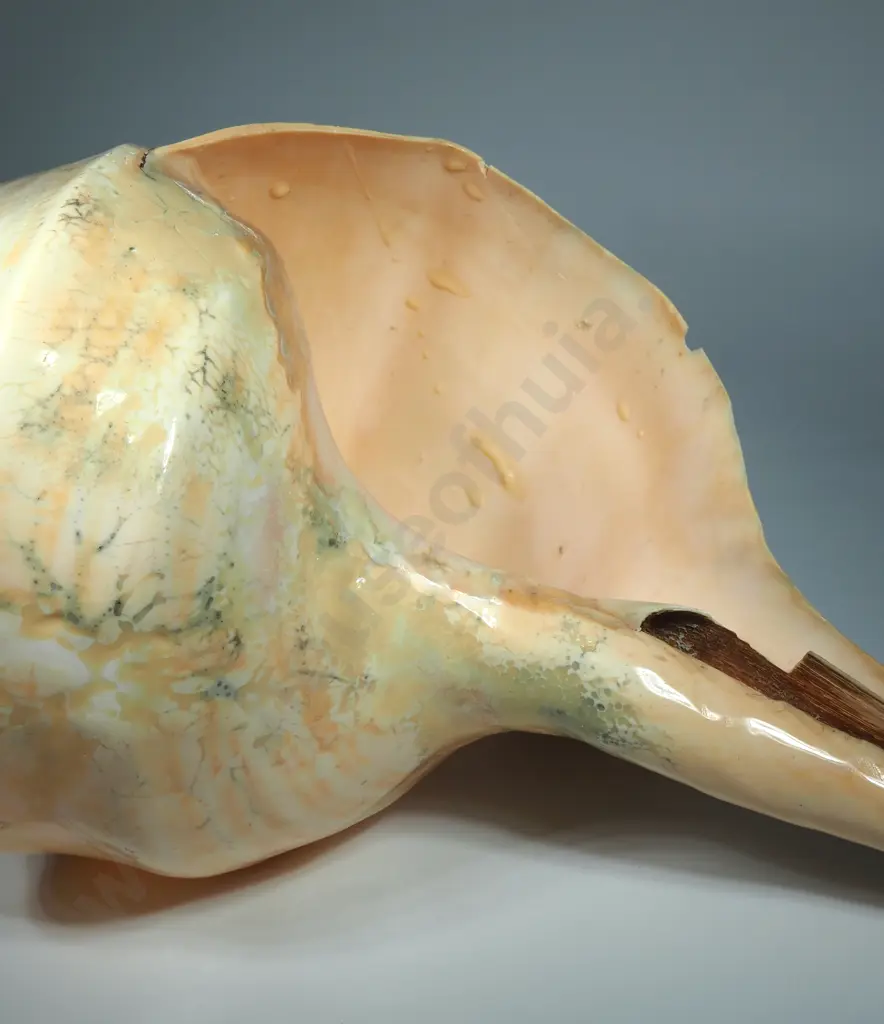 Large Australian Trumpet Sea Shell - 500mm Image 1++