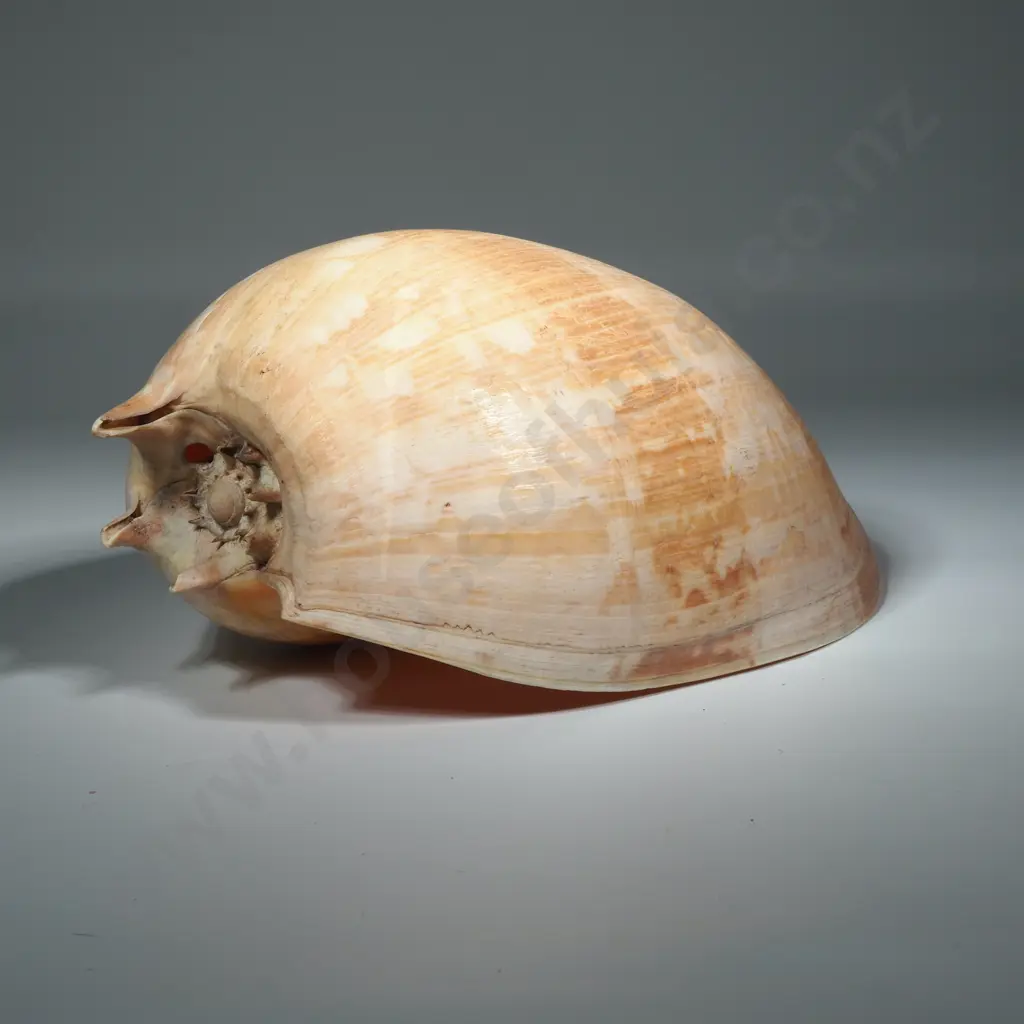 Large Melon Or Baler Shell w Hole Drilled For Use As A Lamp Image 1++