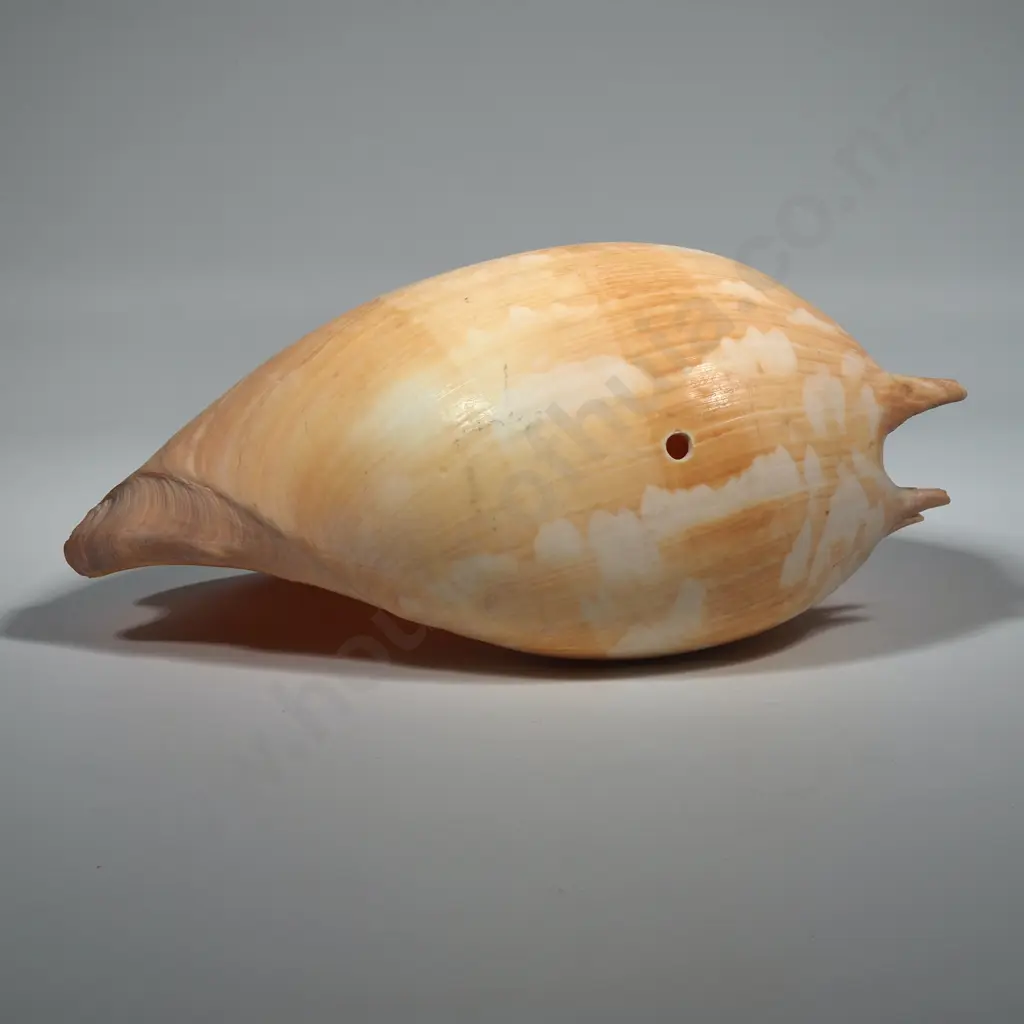 Large Melon Or Baler Shell w Hole Drilled For Use As A Lamp Image 1++