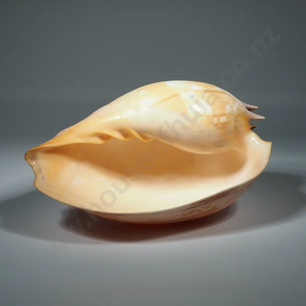 Large Melon Or Baler Shell w Hole Drilled For Use As A Lamp Image 1++