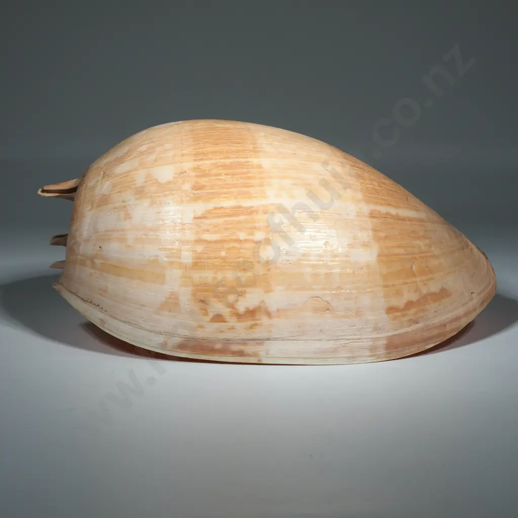 Large Melon Or Baler Shell w Hole Drilled For Use As A Lamp Image 1++