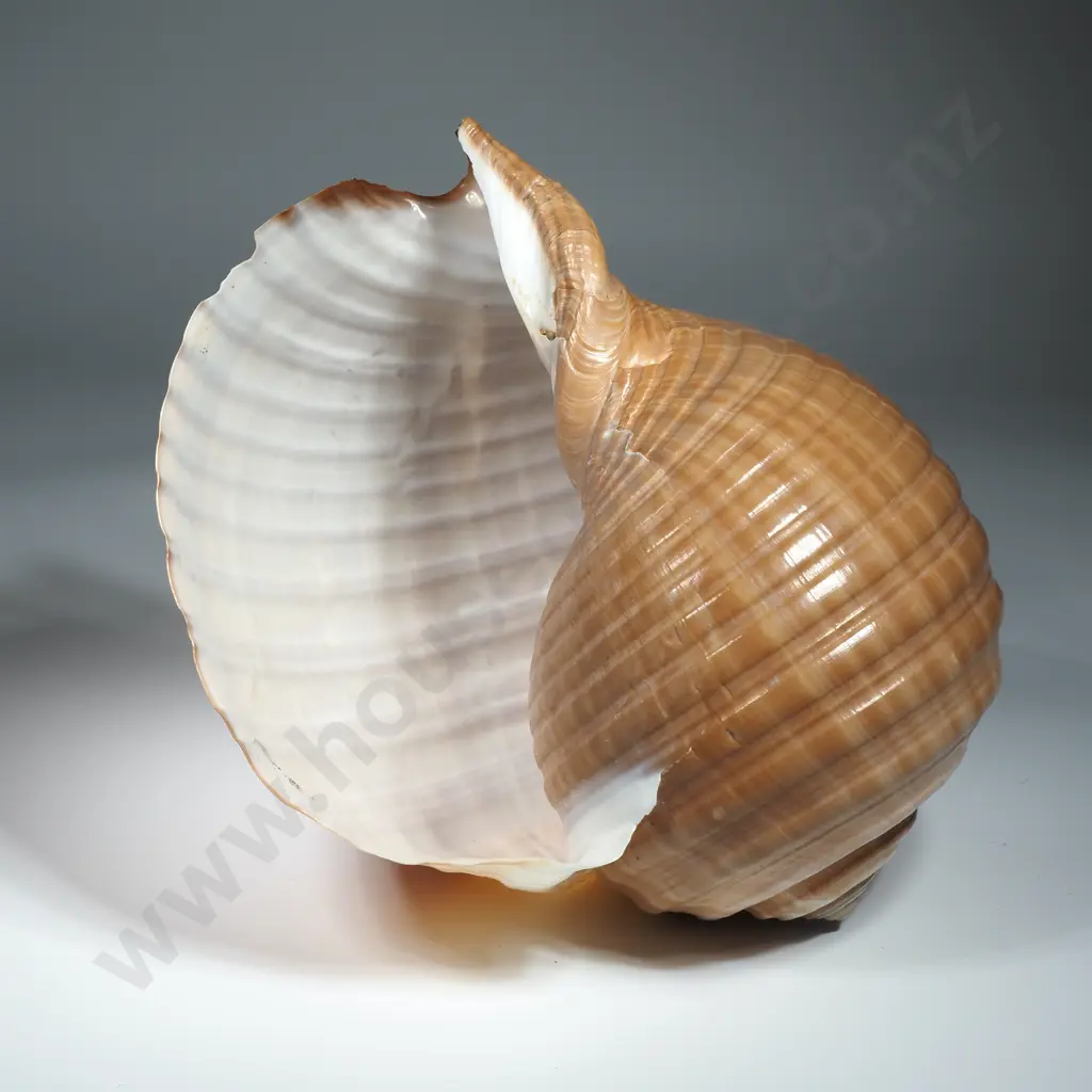 Giant Tun Shell - 220mm Image 1++