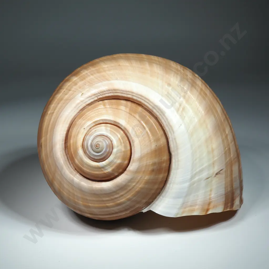 Giant Tun Shell - 220mm Image 1++