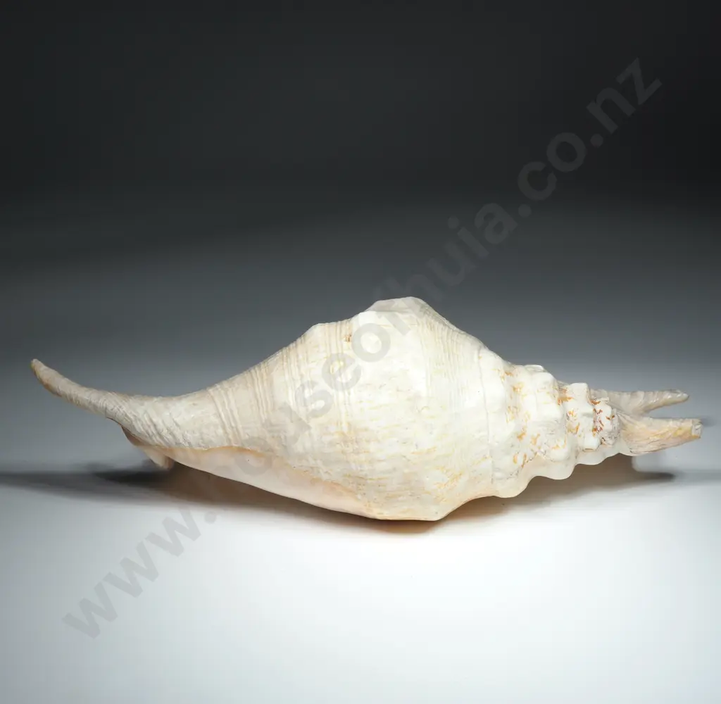 Giant Spider Conch Sea Shell - 280mm Image 1++