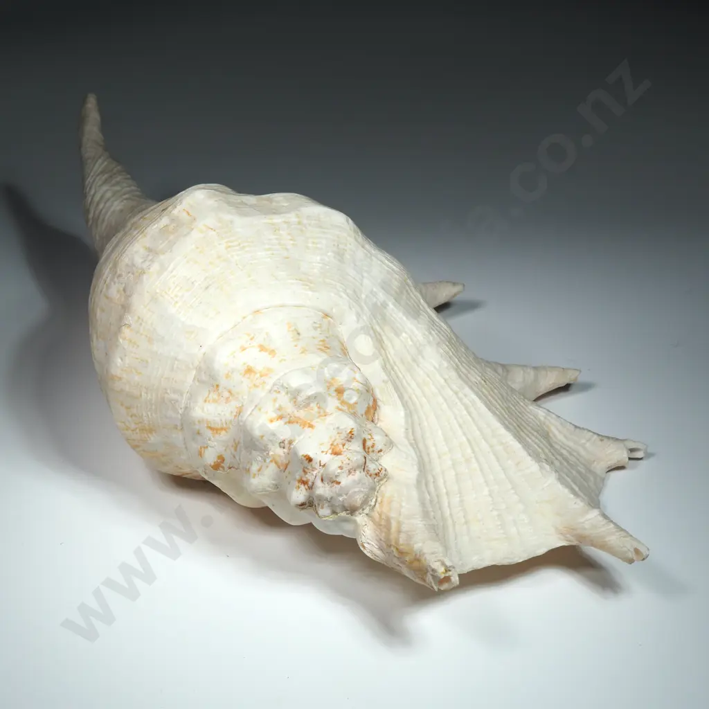 Giant Spider Conch Sea Shell - 280mm Image 1++