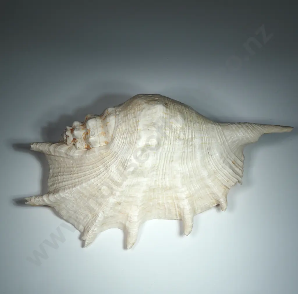 Giant Spider Conch Sea Shell - 280mm Image 1++