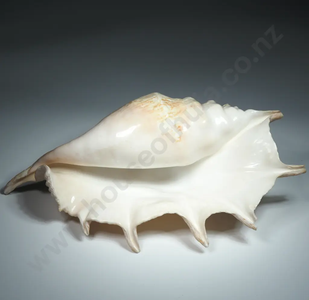 Giant Spider Conch Sea Shell - 280mm Image 1++