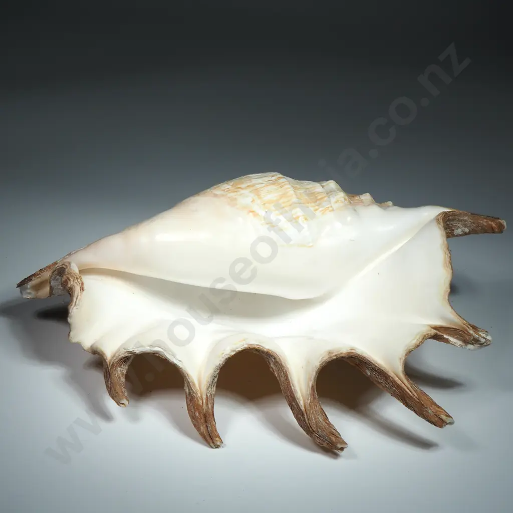 Large Spider Conch Sea Shell - 260mm Image 1++