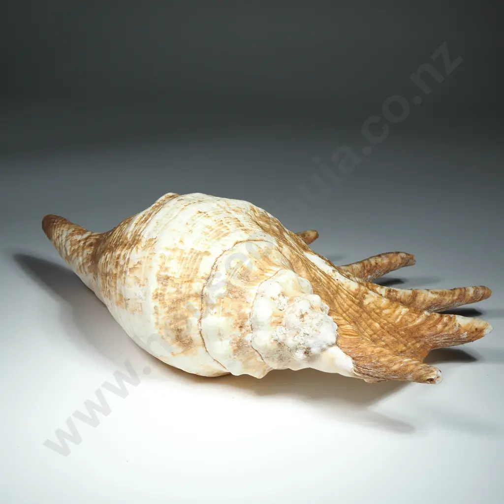 Large Spider Conch Sea Shell - 260mm Image 1++
