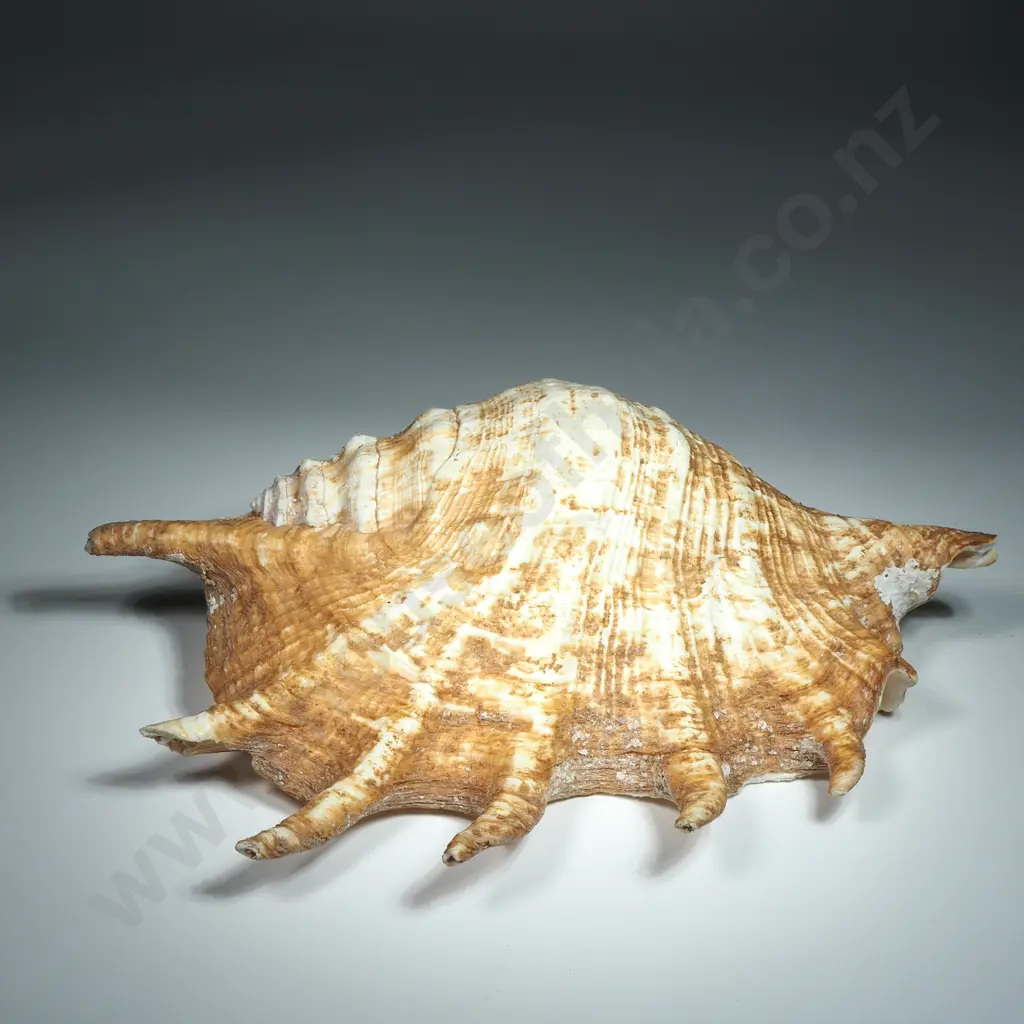 Large Spider Conch Sea Shell - 260mm Image 1++