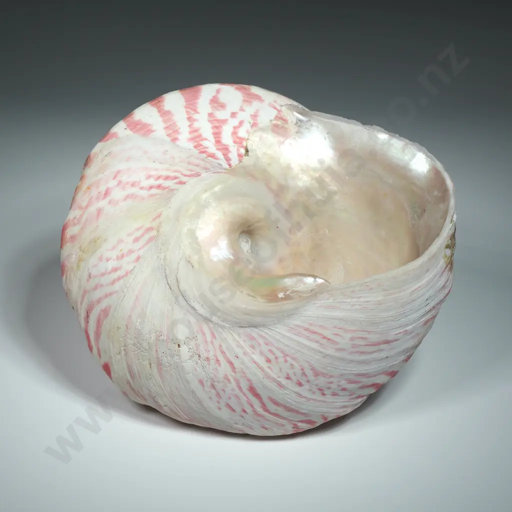 Large Strawberry Trochus Sea Shell - 130mm Image 1++