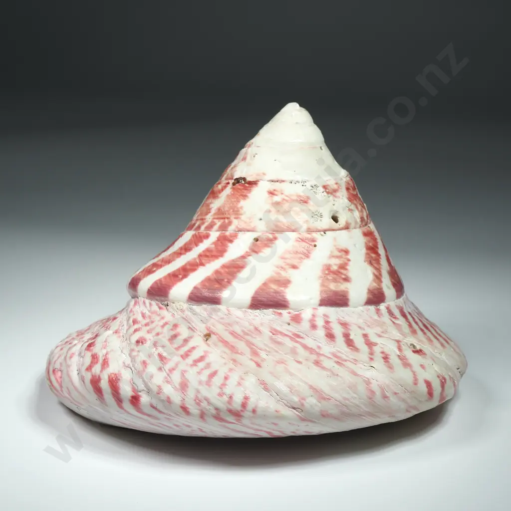 Large Strawberry Trochus Sea Shell - 130mm Image 1++