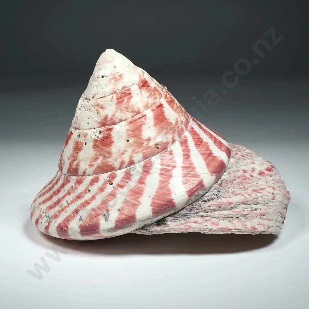 Large Strawberry Trochus Sea Shell - 130mm Image 1++