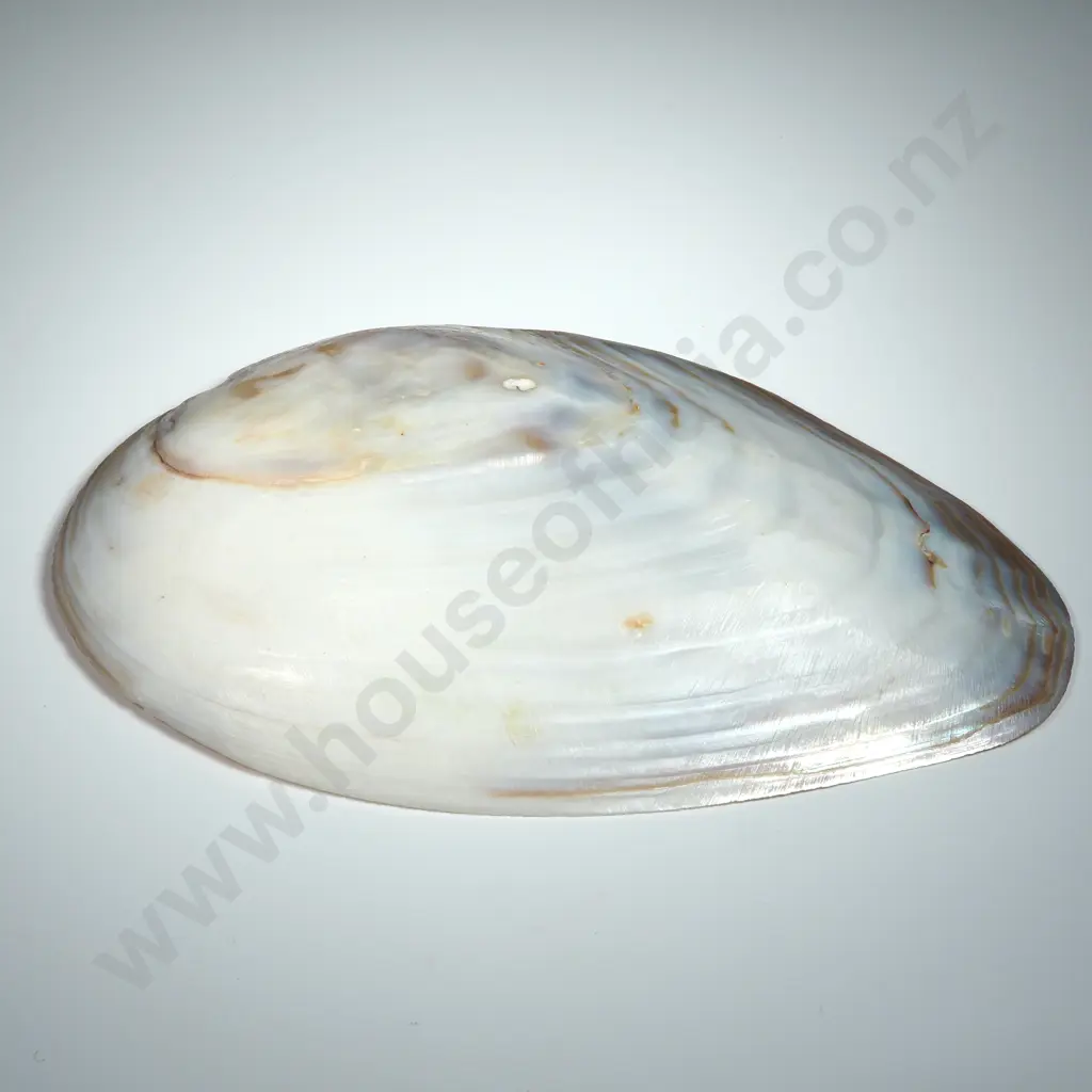 Polished Mother of Pearl Oyster Shell - 180mm Image 1++