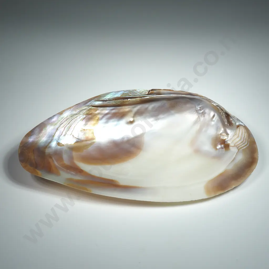 Polished Mother of Pearl Oyster Shell - 180mm Image 1++