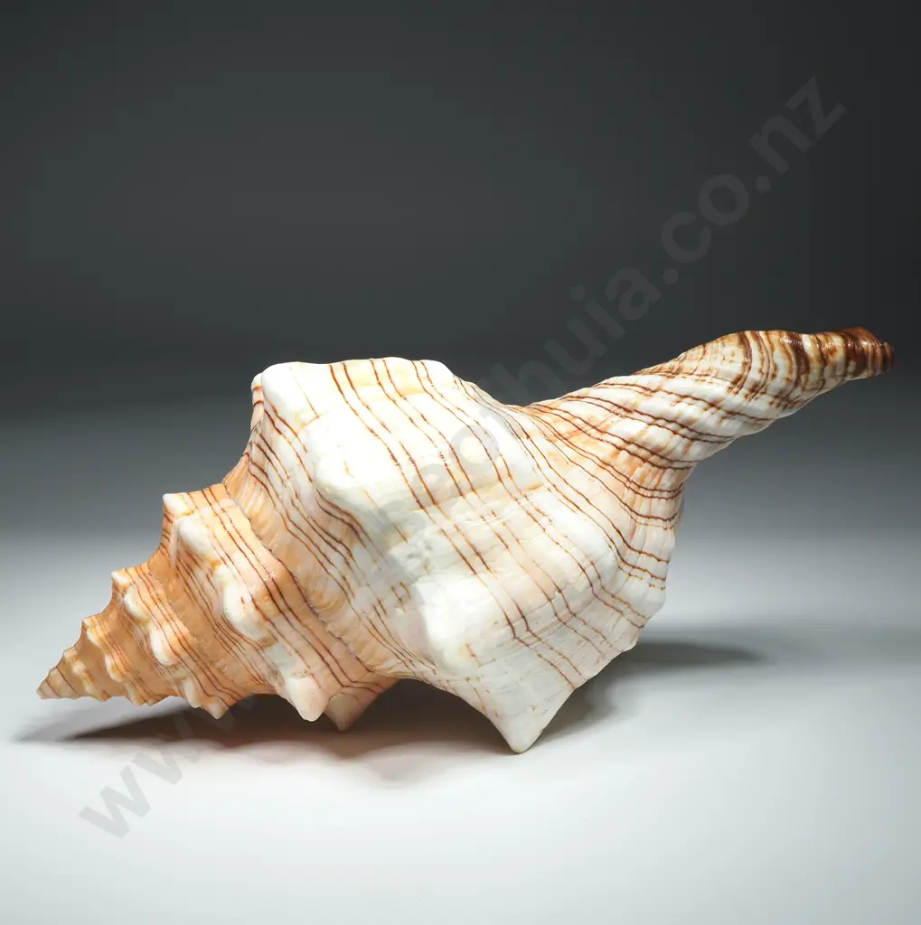 A Striped Fox Conch Sea Shell - 210mm Image 1++