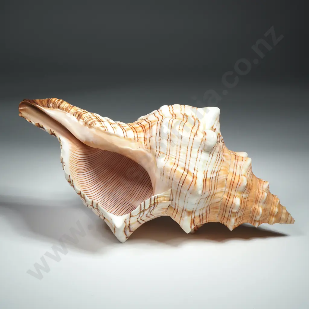 A Striped Fox Conch Sea Shell - 210mm Image 1++