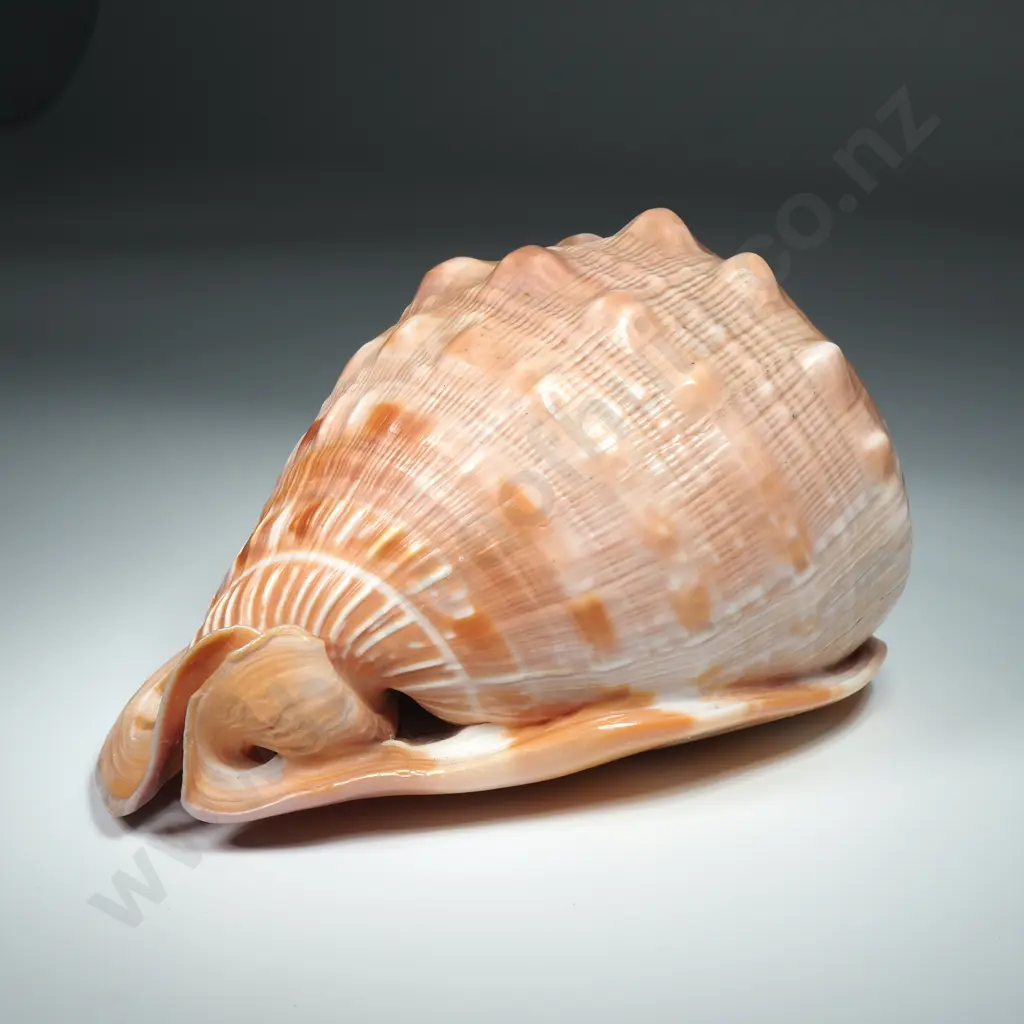 A Bullmouth Helmet Sea Shell - 160mm Image 1++