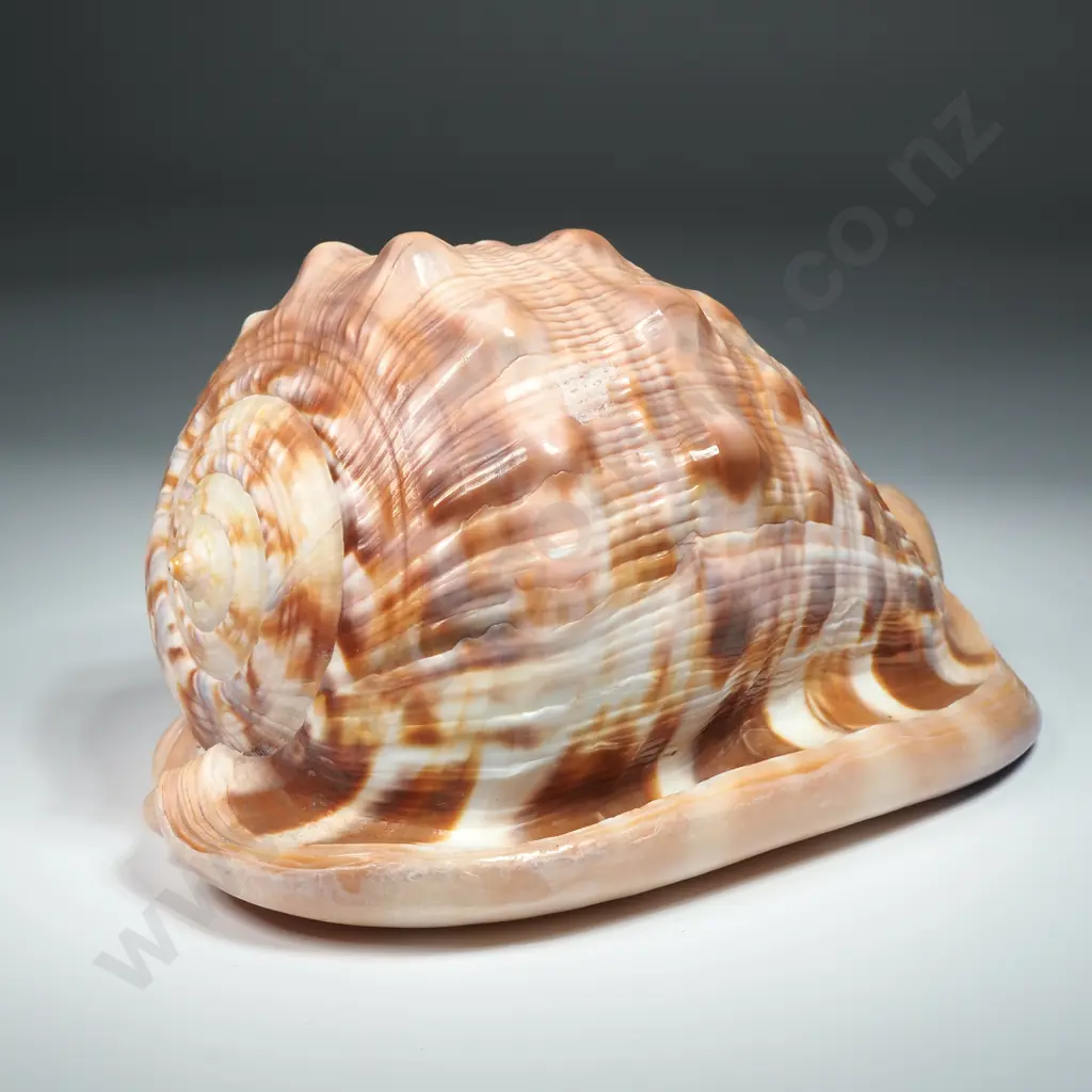 A Bullmouth Helmet Sea Shell - 160mm Image 1++