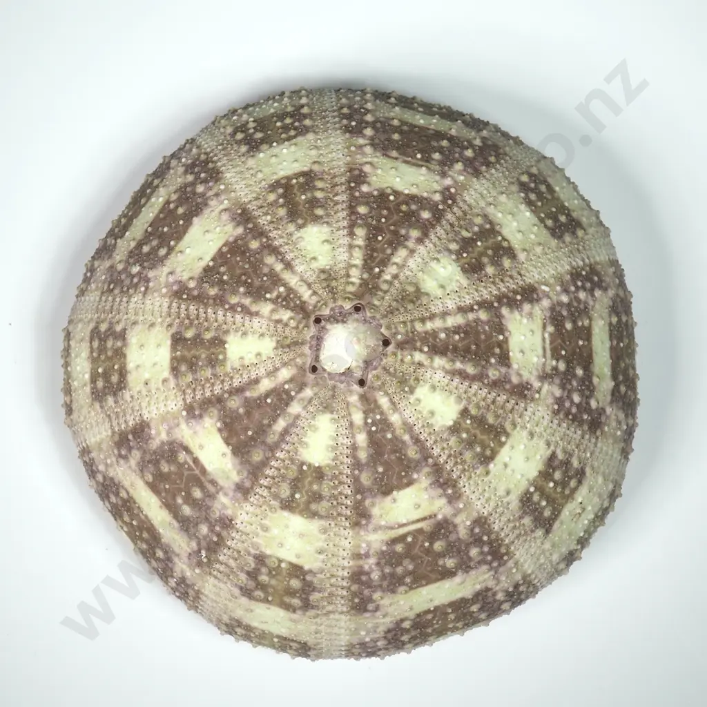 Light Green/Grey Sea Urchin Shell - 95mm Image 1++