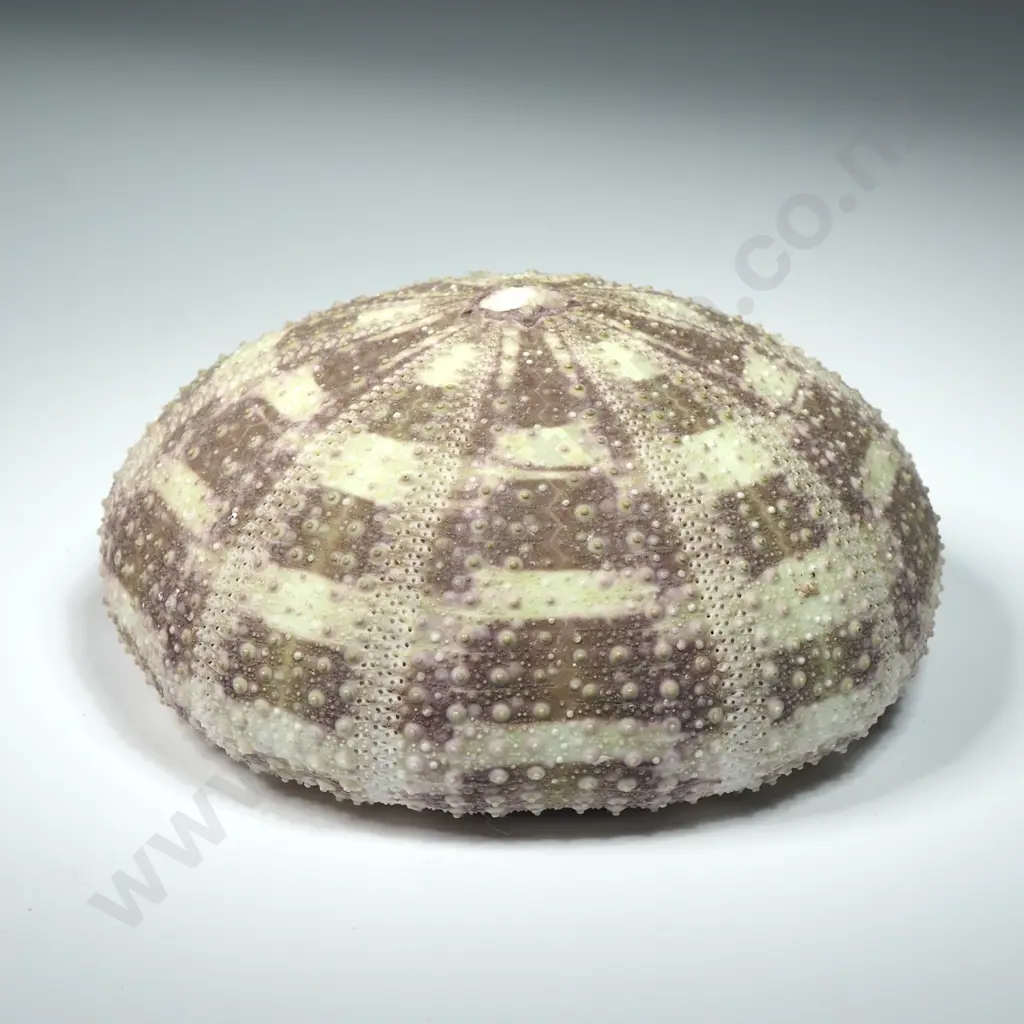 Light Green/Grey Sea Urchin Shell - 95mm Image 1++
