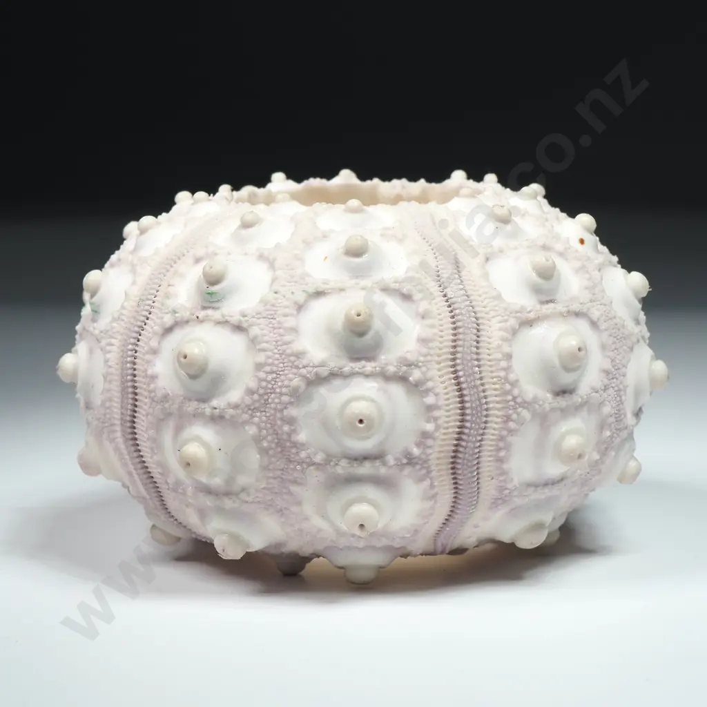 Specimen of a Sputnik Sea Urchin Shell - 80mm Image 1++