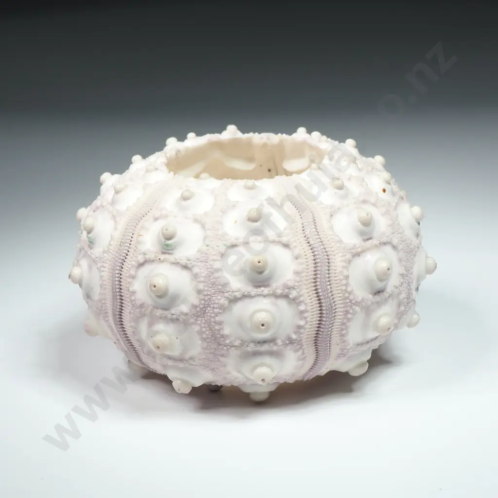 Specimen of a Sputnik Sea Urchin Shell - 80mm Image 1++