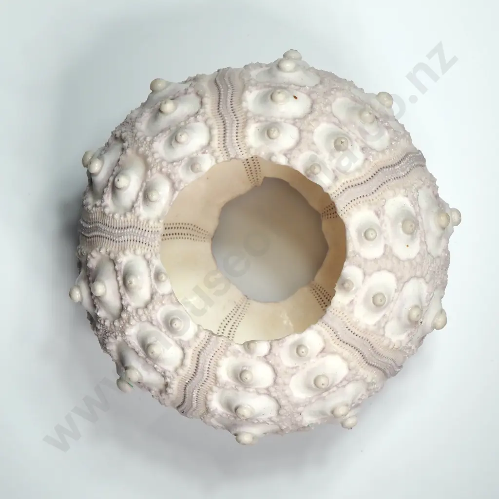 Specimen of a Sputnik Sea Urchin Shell - 80mm Image 1++