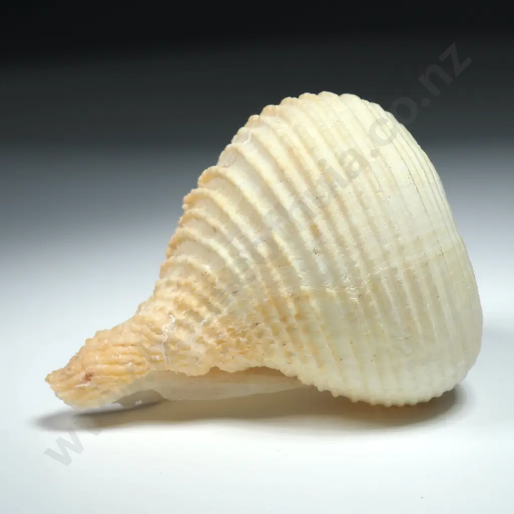 Specimen of a Sea Snail Shell - 70mm Image 1++
