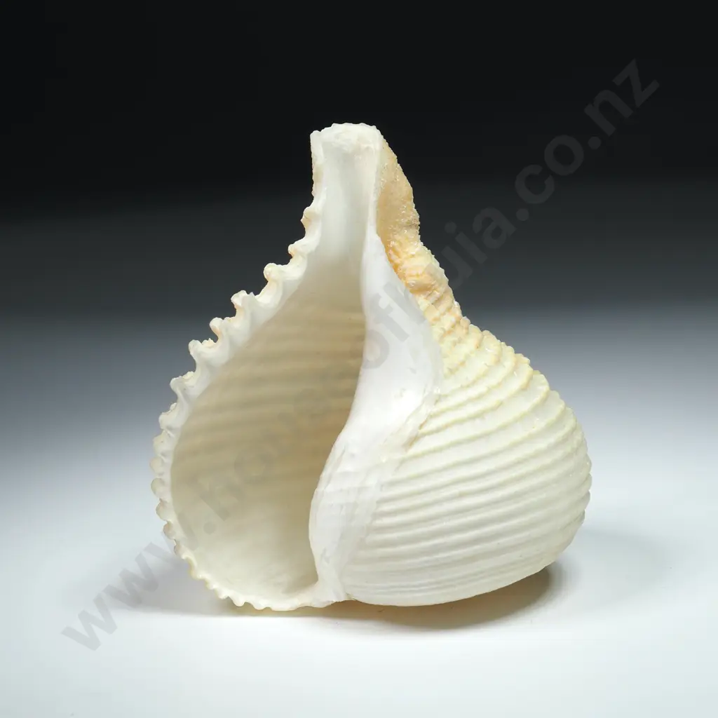 Specimen of a Sea Snail Shell - 70mm Image 1++