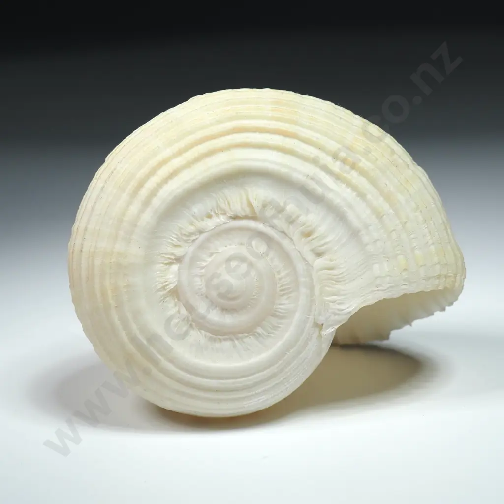 Specimen of a Sea Snail Shell - 70mm Image 1++