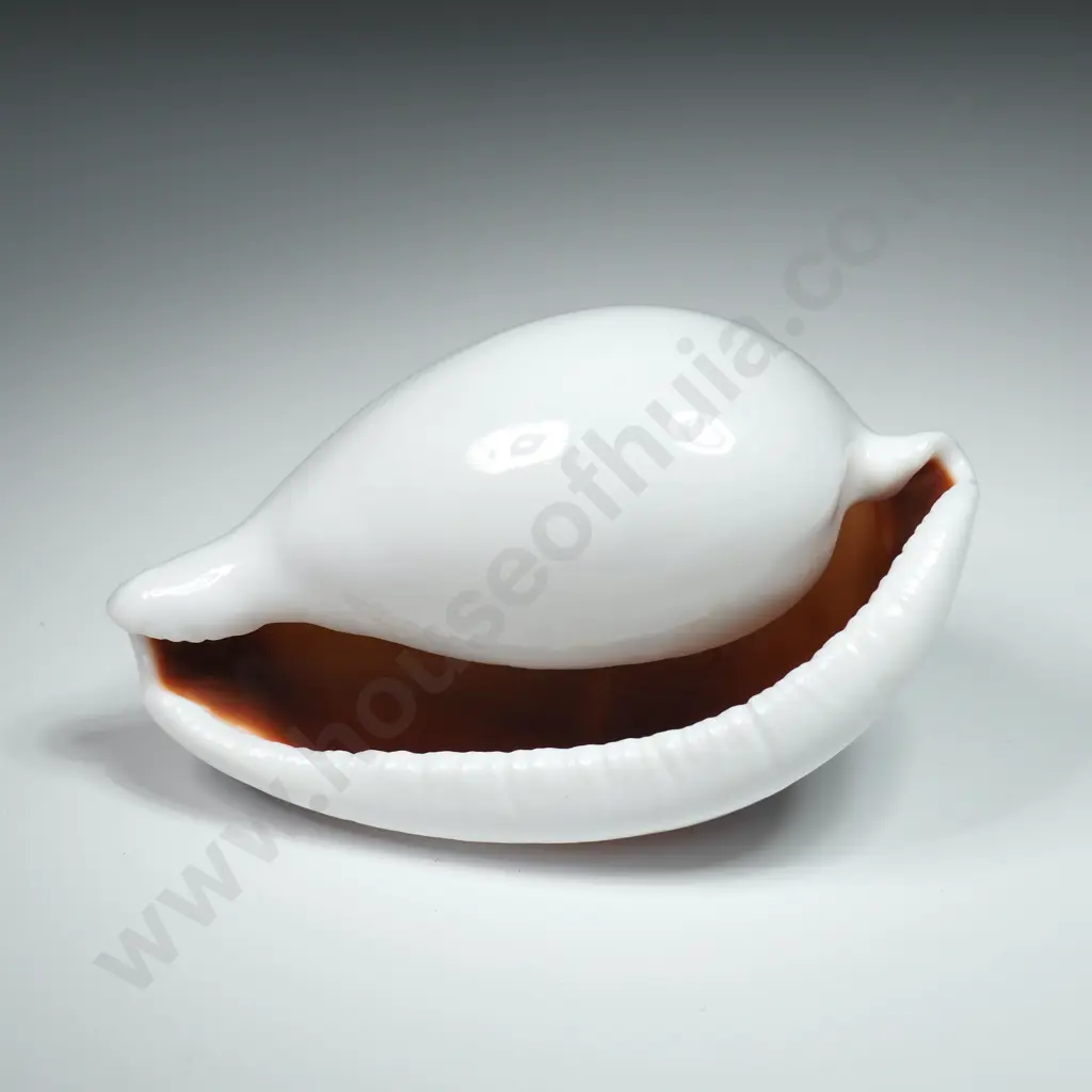 Common Egg Cowrie Seashell - 85mm Image 1++