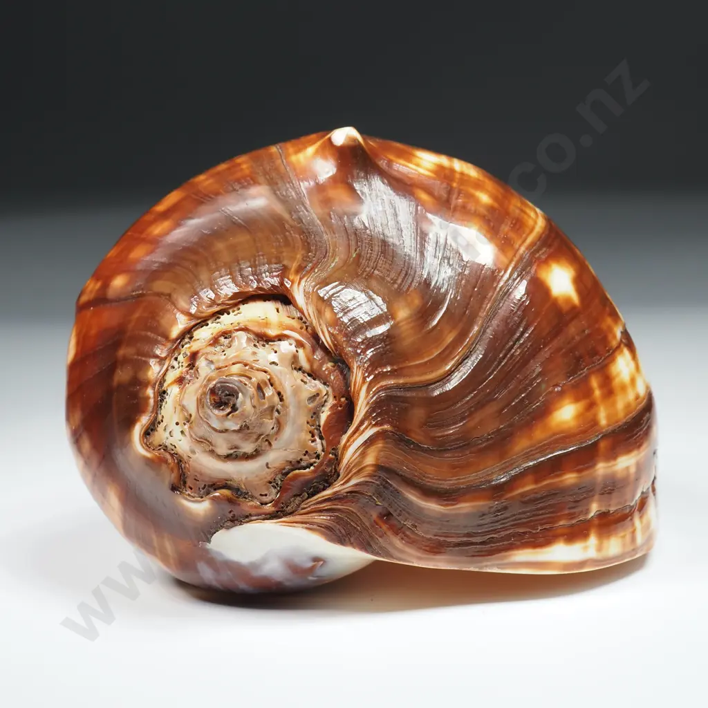 Pacific Crown Conch Sea Shell - 120mm Image 1++