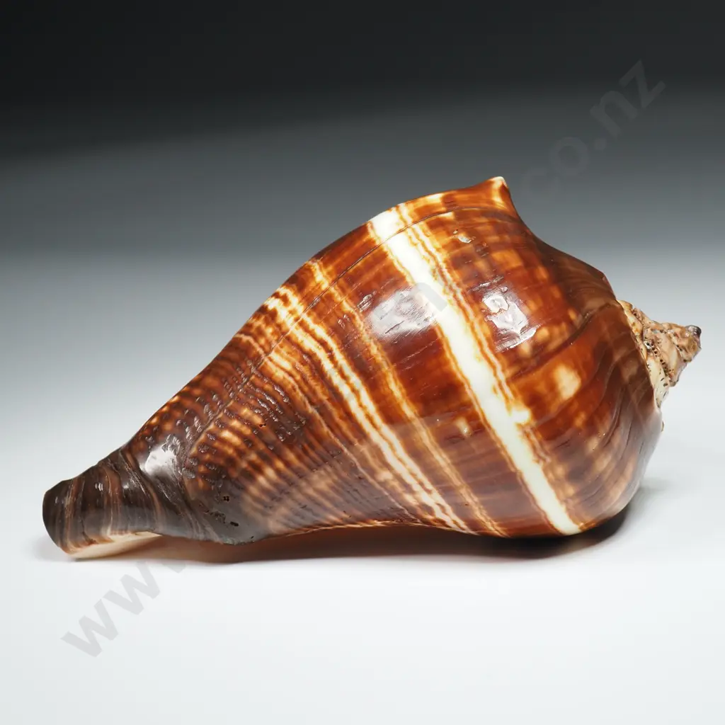 Pacific Crown Conch Sea Shell - 120mm Image 1++