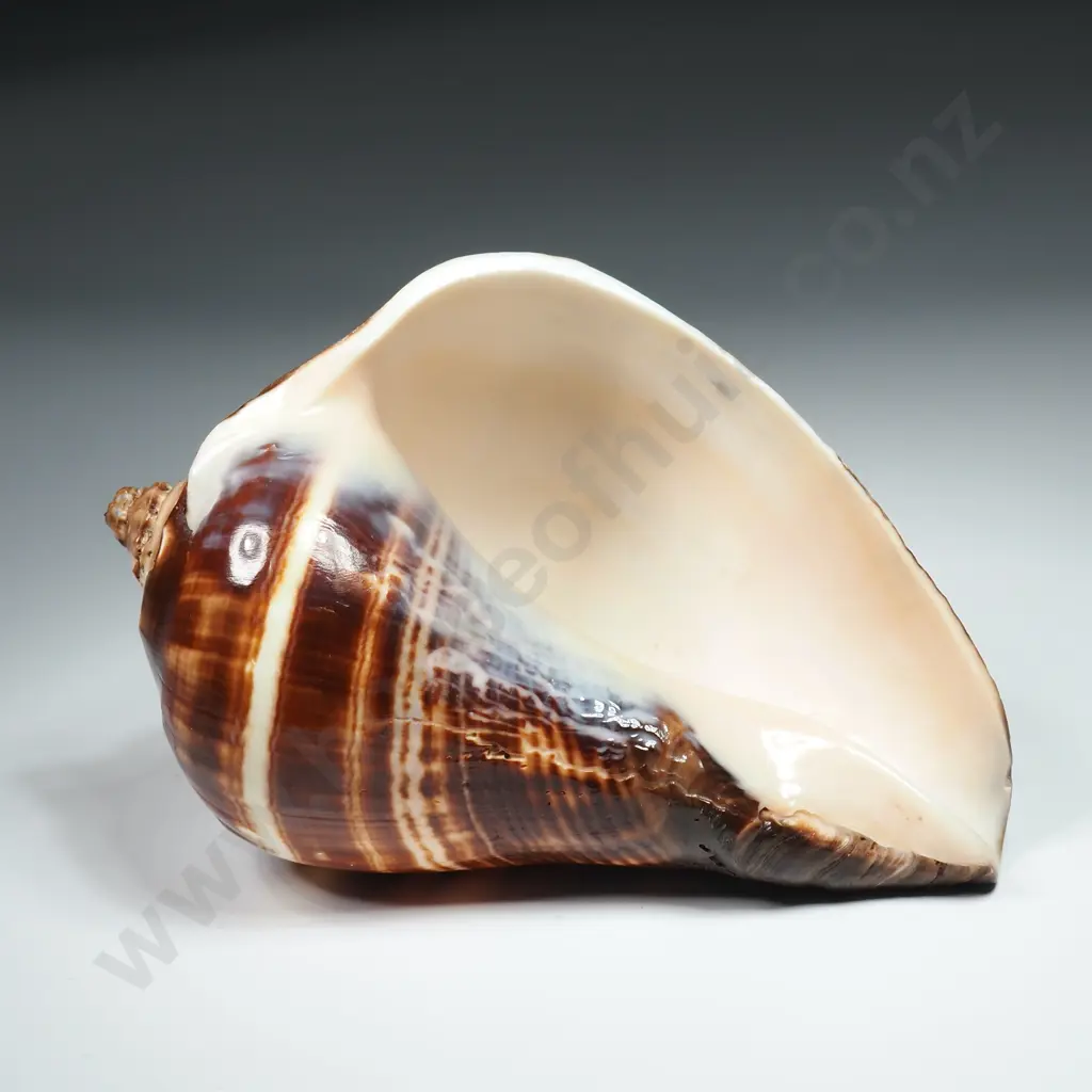 Pacific Crown Conch Sea Shell - 120mm Image 1++