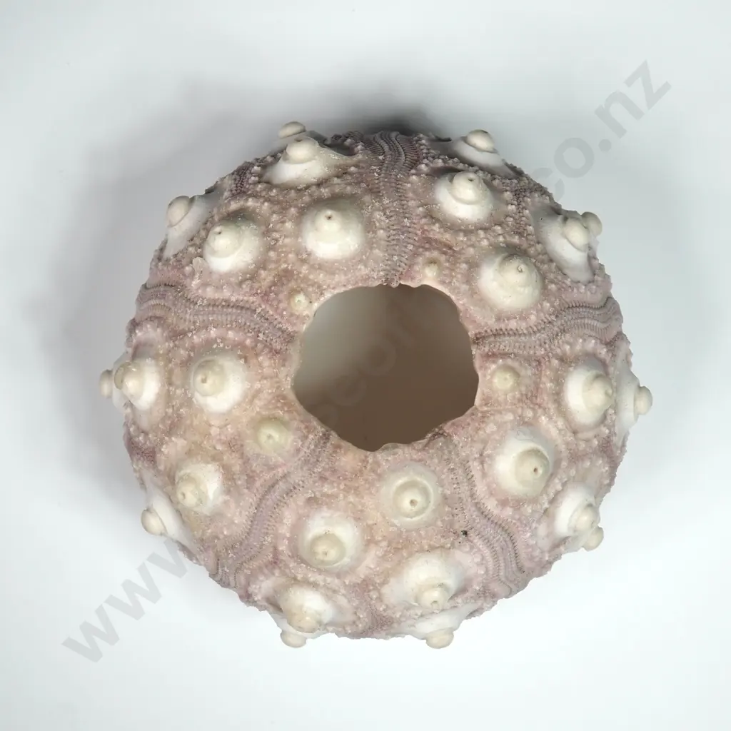 Pale Mauve Sea Urchin Shell - 70mm Image 1++