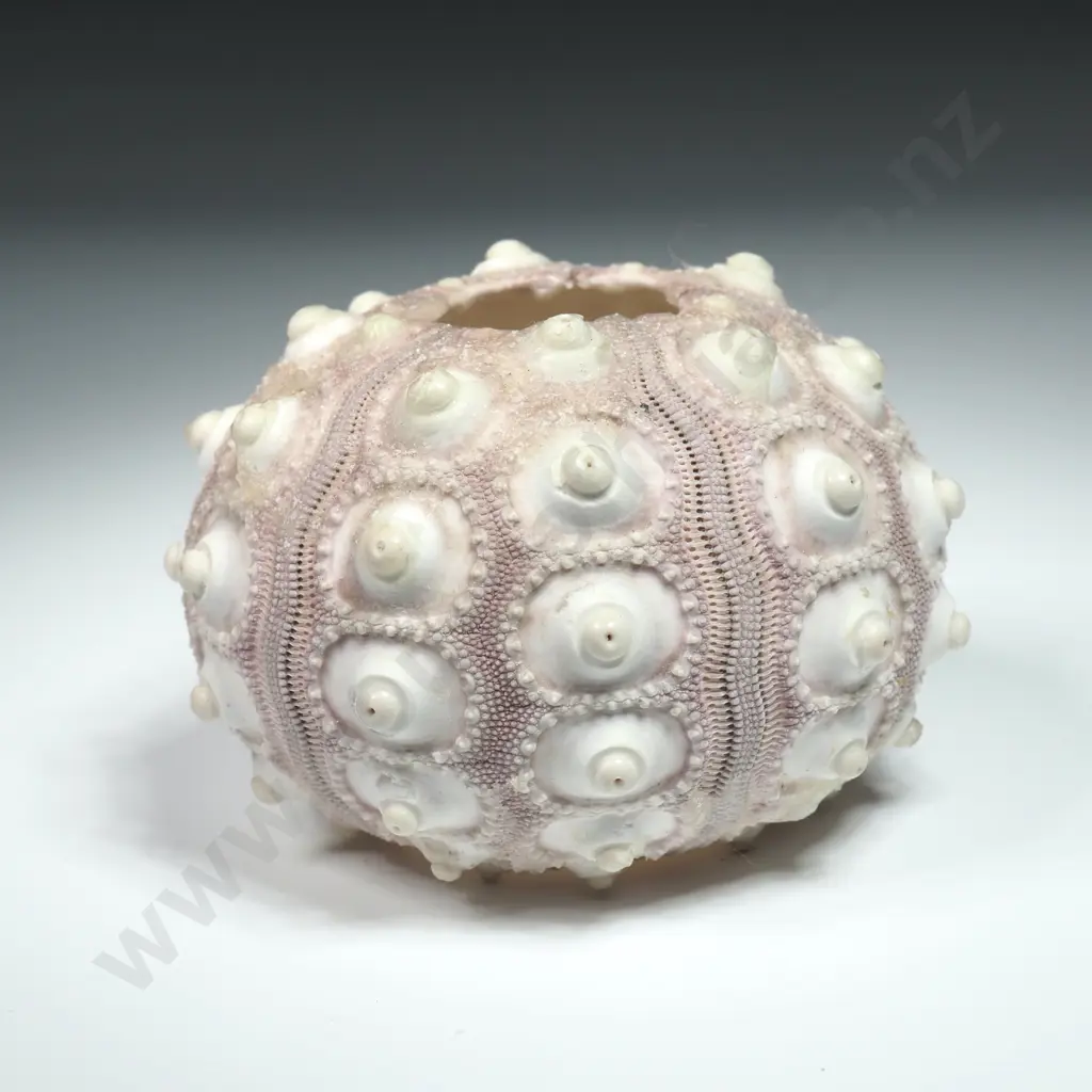 Pale Mauve Sea Urchin Shell - 70mm Image 1++