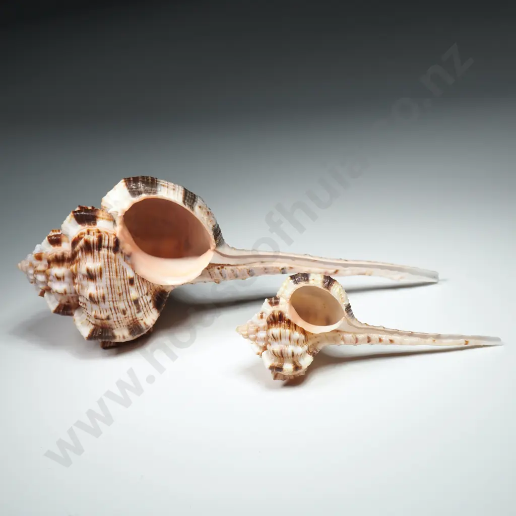 Snipe's Bill Murex Sea Shells (2)  - 80mm to 130mm Image 1++