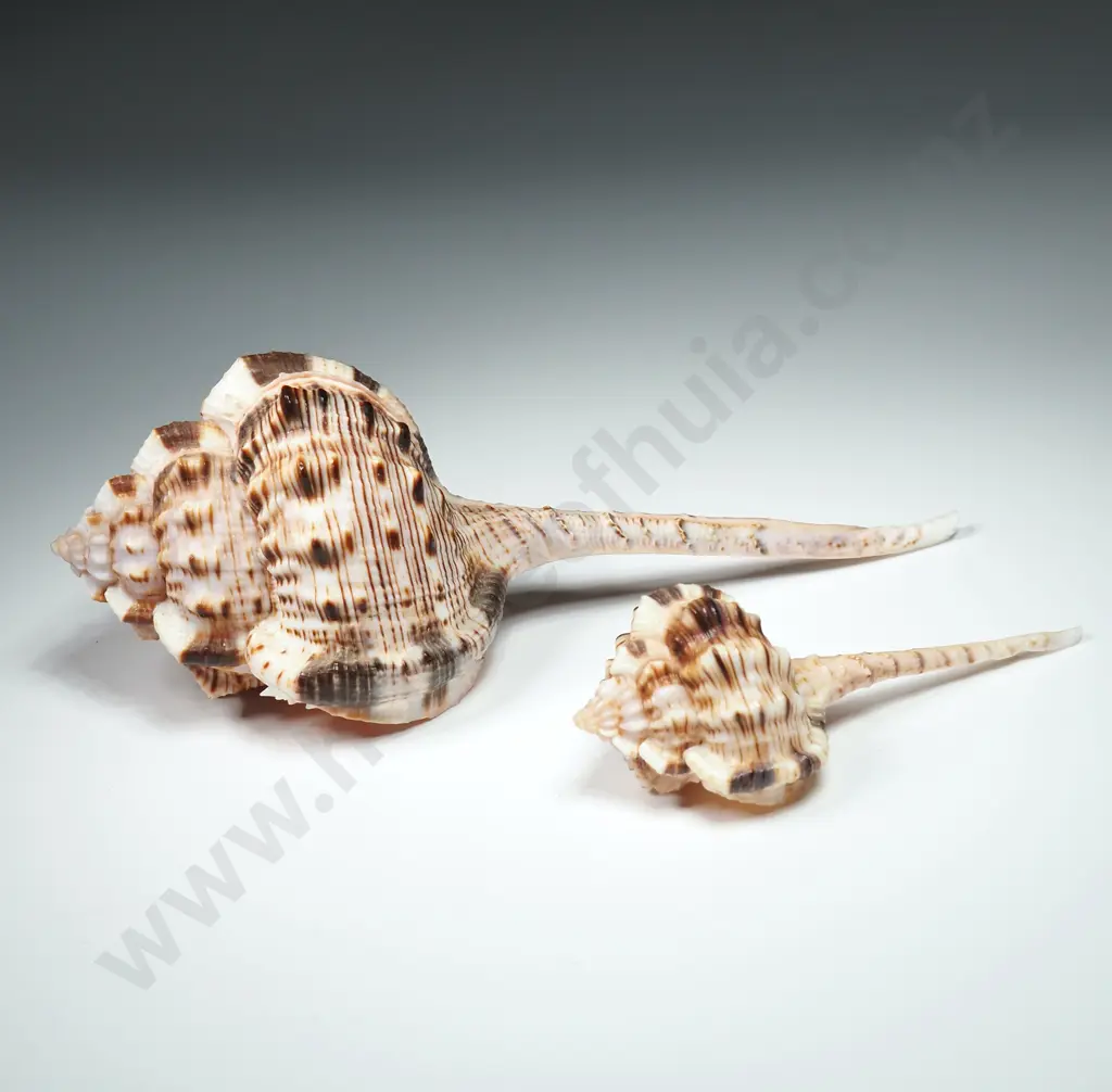 Snipe's Bill Murex Sea Shells (2)  - 80mm to 130mm Image 1++