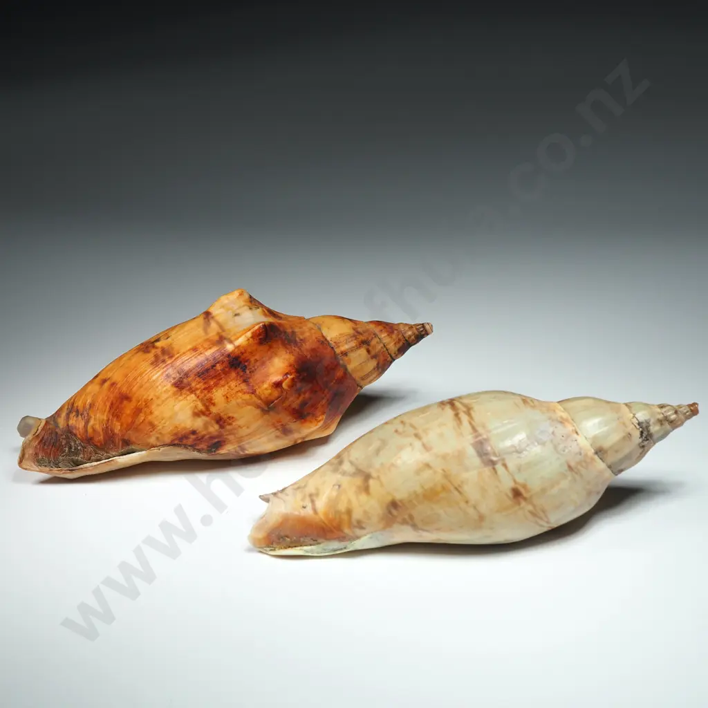 Volute Sea Shells (2) - 120mm Image 1++