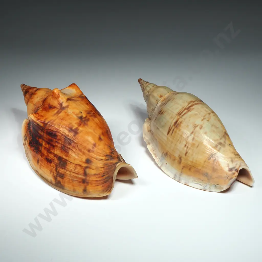 Volute Sea Shells (2) - 120mm Image 1++