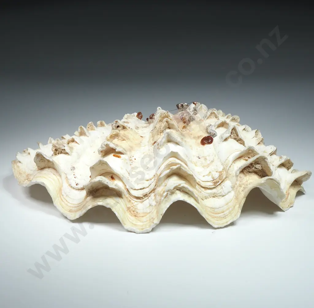 A Giant Clam Sea Shell - 160mm Image 1++