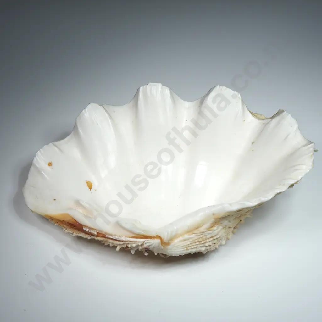 A Giant Clam Sea Shell - 160mm Image 1++