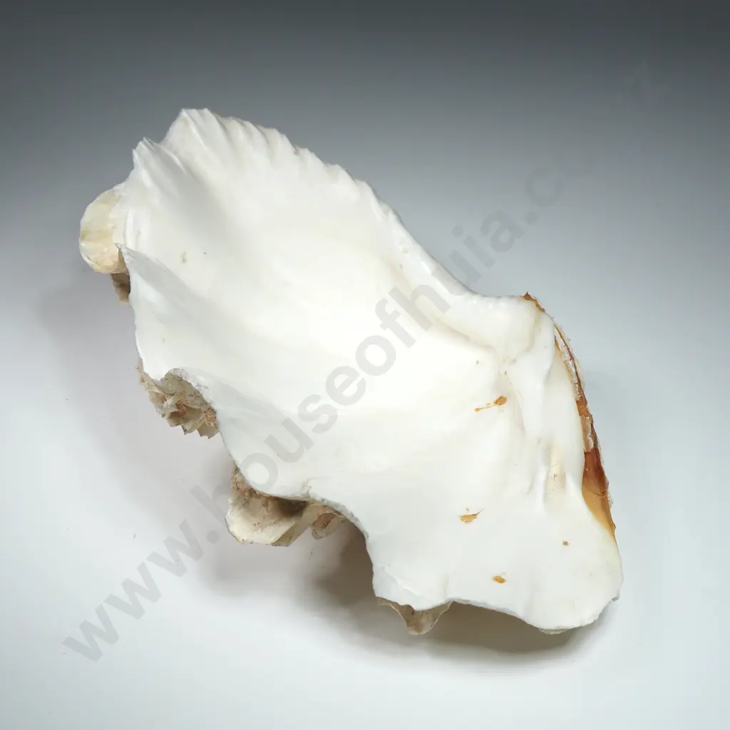 A Giant Clam Sea Shell - 160mm Image 1++