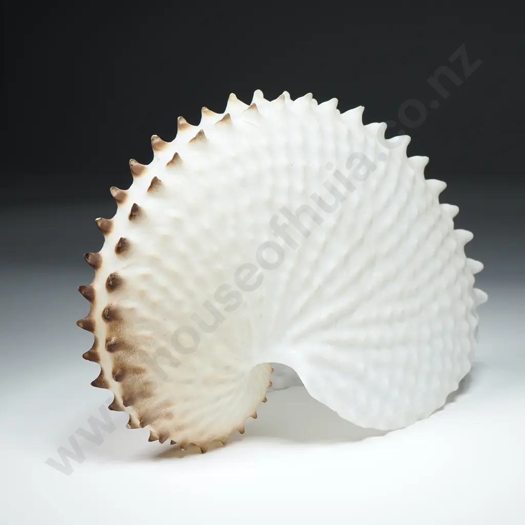 Paper Nautilus Shell - 170mm Image 1++