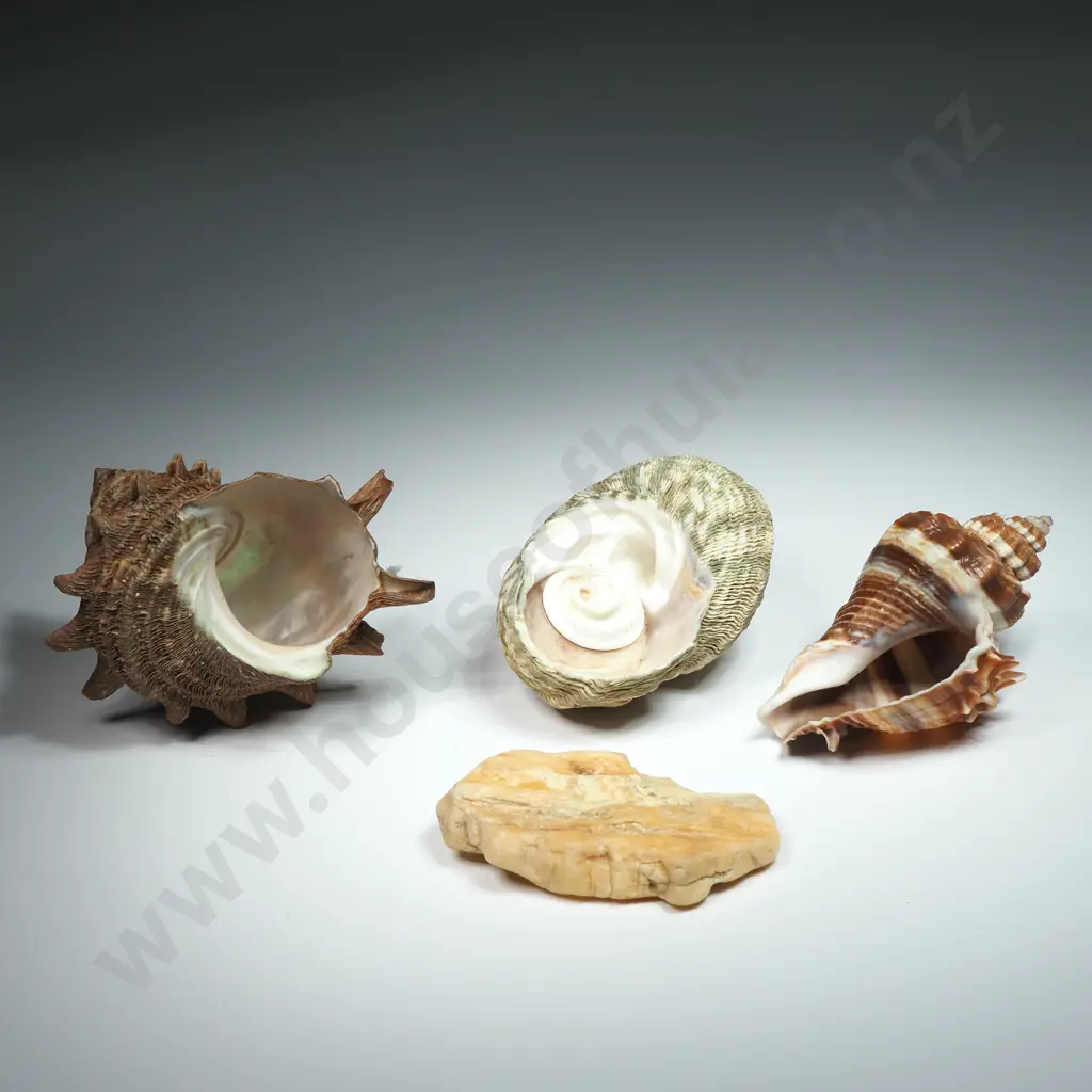 Collection of Marine Sea Shells (4) - 60mm to 80mm Image 1++