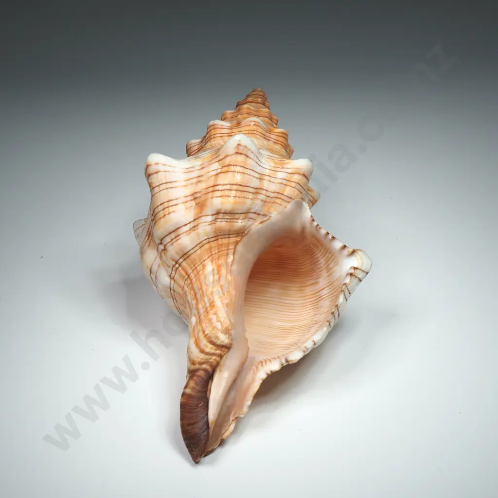 Trapezium Horse Conch Sea Shell - 120mm Image 1++