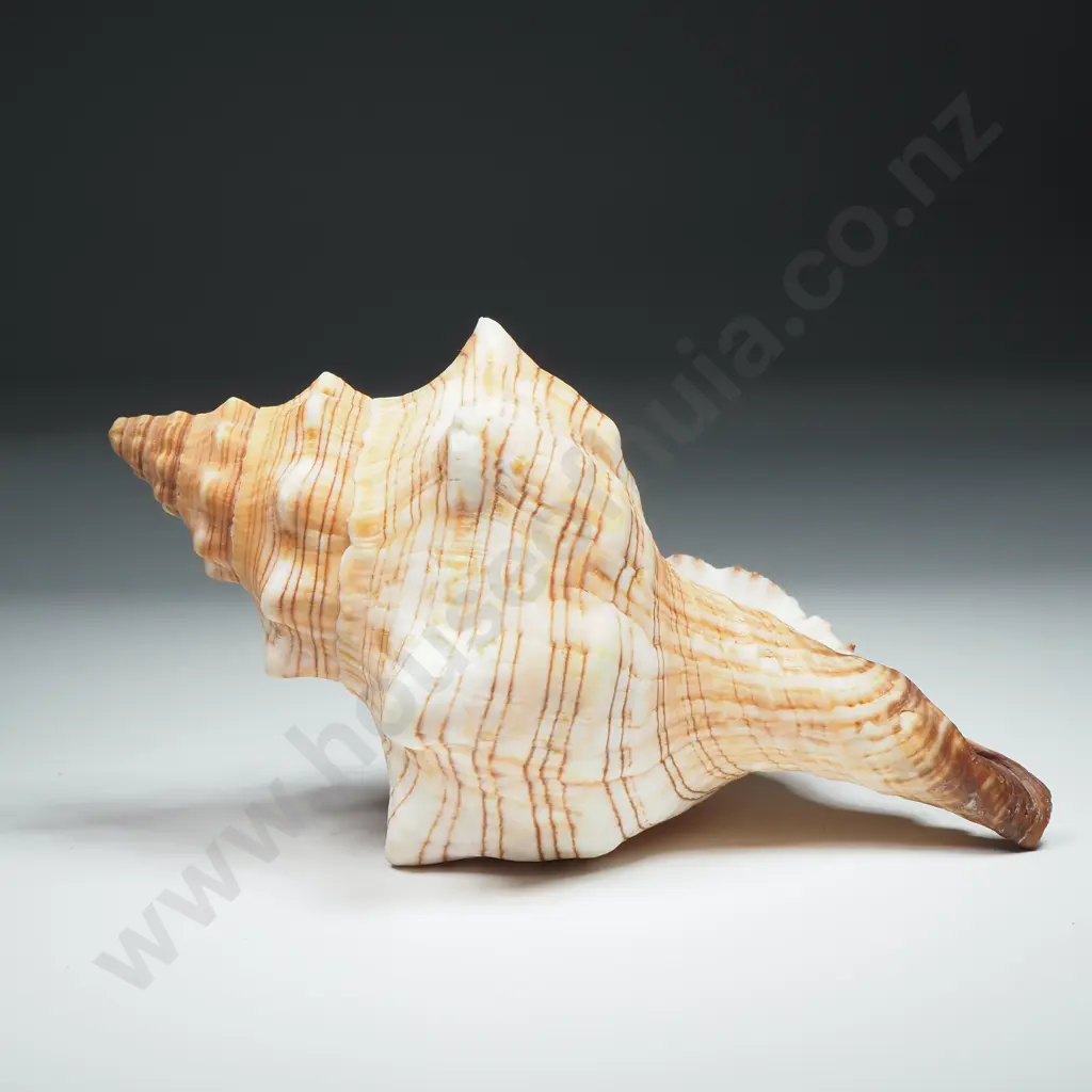 Trapezium Horse Conch Sea Shell - 120mm Image 1++