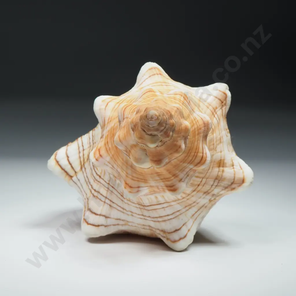 Trapezium Horse Conch Sea Shell - 120mm Image 1++